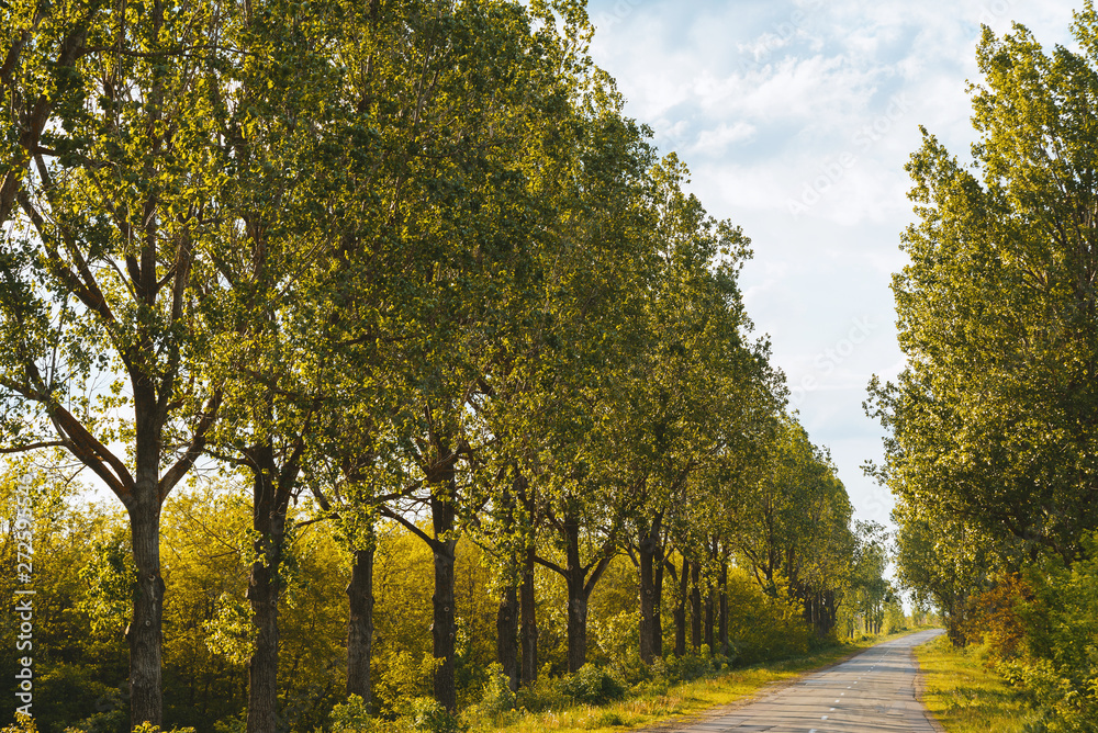 Obraz premium Road with tall trees beside it in sunlight.