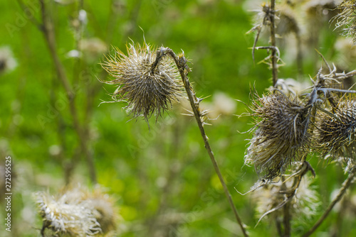 Dry prickly plant in a green meadow. Wild plant