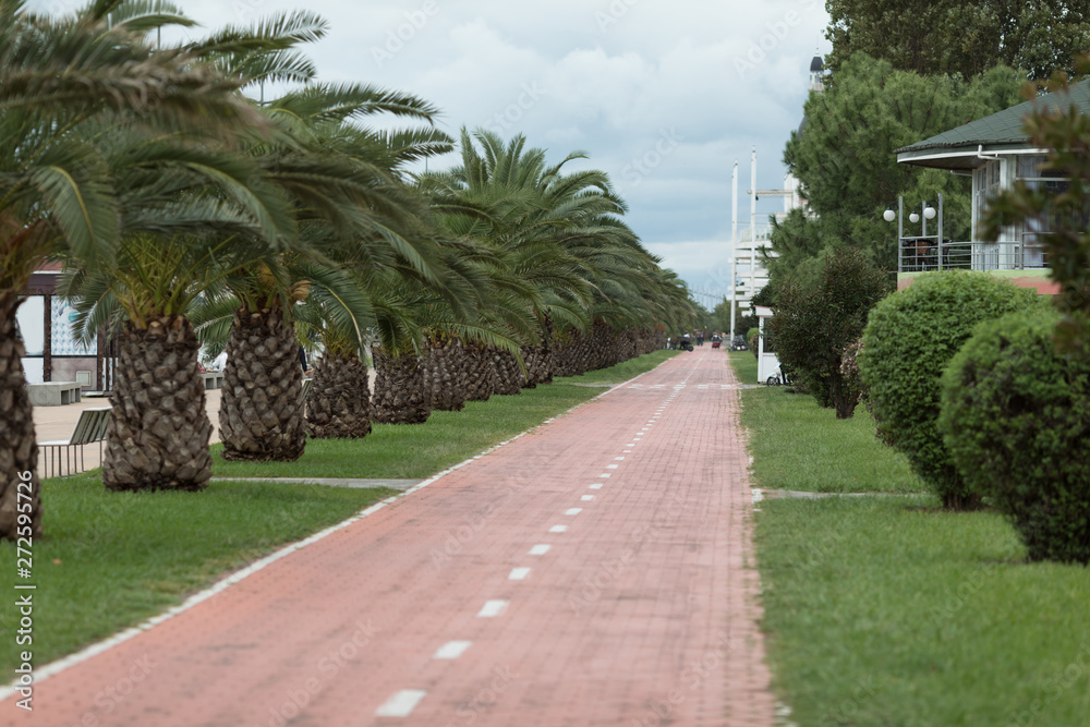 Obraz premium Bicycle path between green palms on the embankment of Batumi