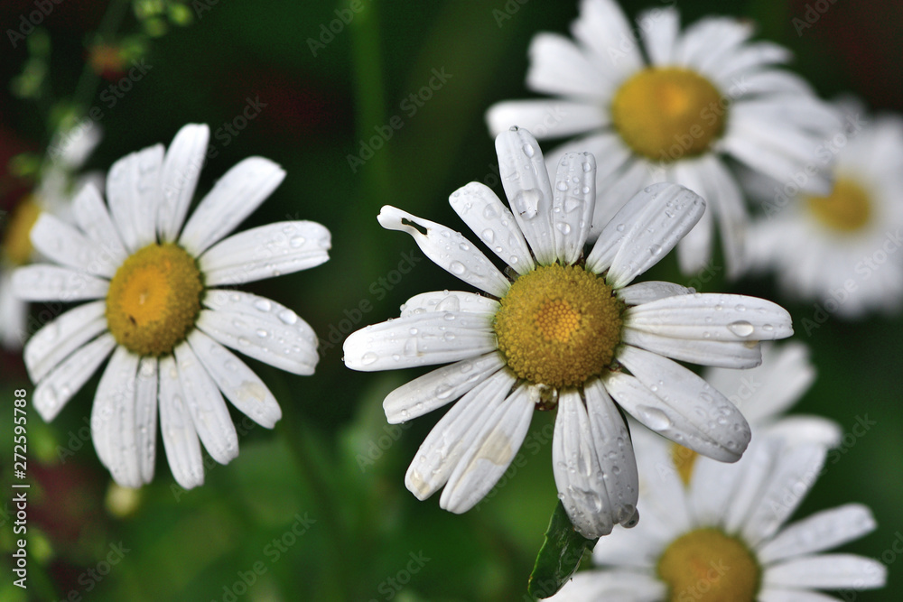 Fototapeta premium Closeup of white flowers of Matricaria Chamomile in the garden on a blurred green background