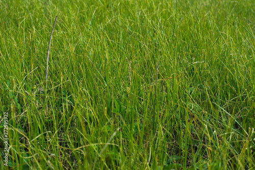  The texture of green grass. Overgrown meadow, plant