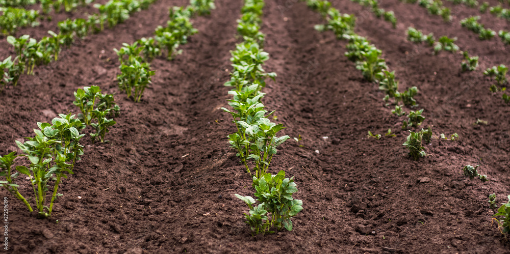 even rows of growing green potatoes in the garden even rows of growing green potatoes in the garden