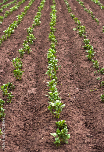 rows of growing green potatoes in the garden