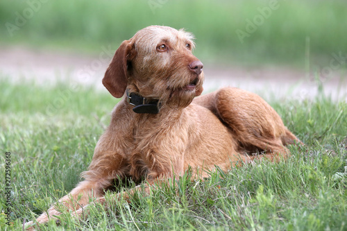  Vizsla dog canine a loyal friend of the hunter. Detail of dog head
