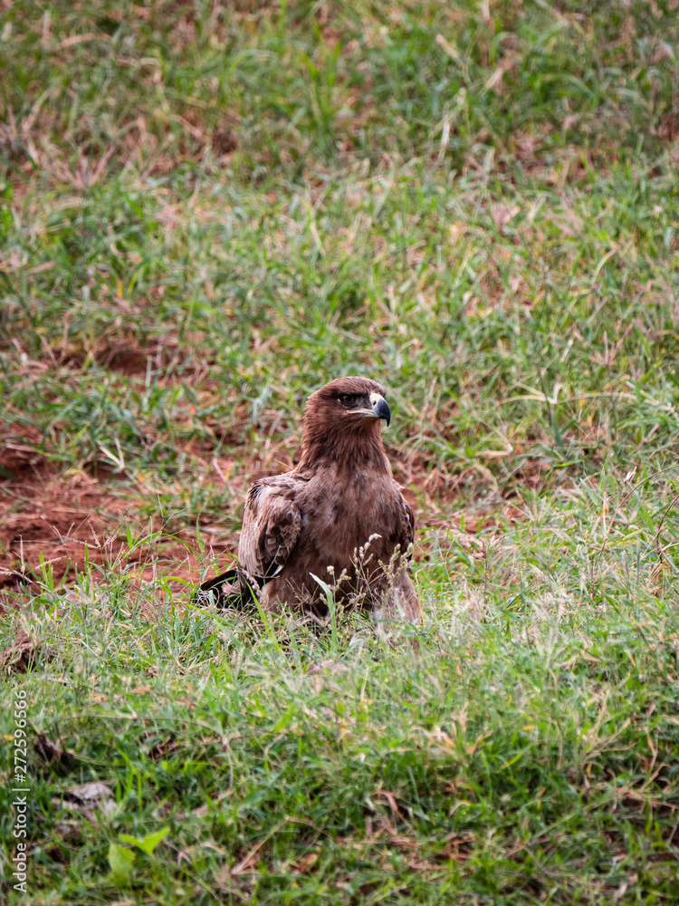 Tawny Eagle in Tsavo Conservation Area, Kenya Tawny Eagle in Tsavo Conservation Area, Kenya
