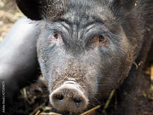 Portrait of a large and sad black pig
