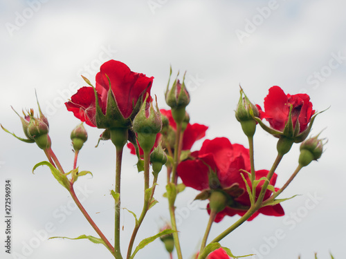 beautiful red garden rose in dew drops