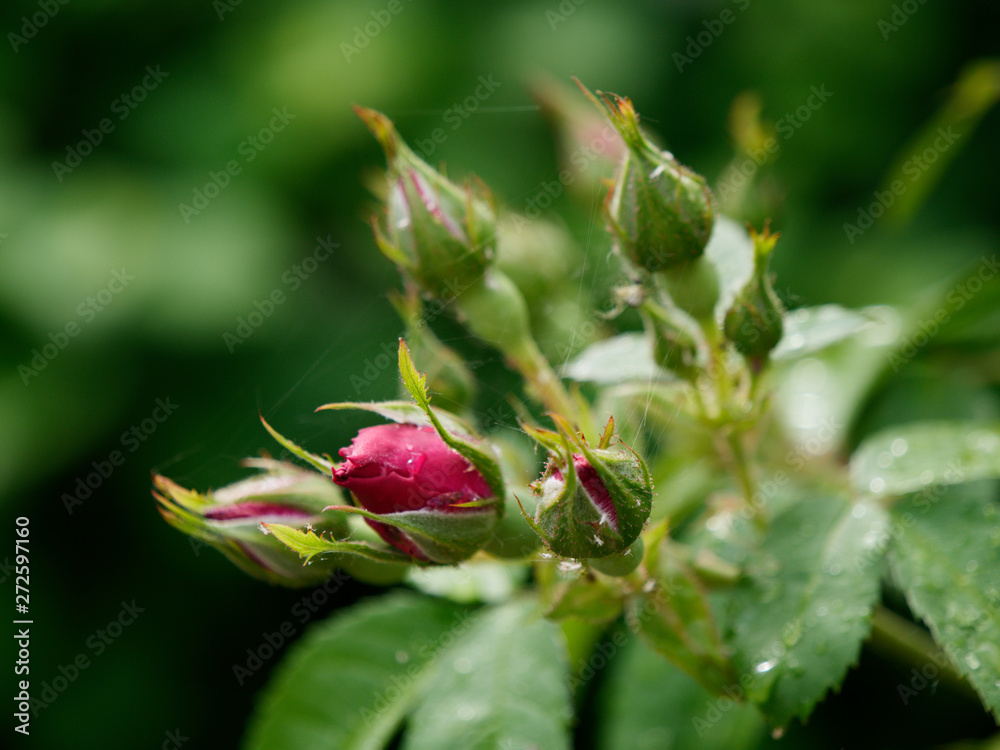 beautiful red garden rose in dew drops beautiful red garden rose in dew drops