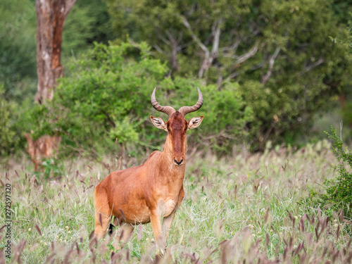 Red Hartebeest in the Tsavo Conservation Area  Kenya