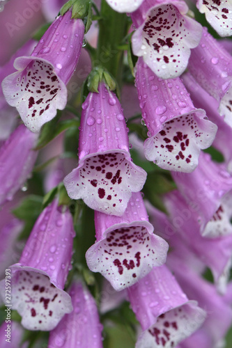 Closeup of pink flowers of a purple foxglove Digitális purpúrea with raindrops in the garden on a blurred green background