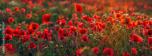 Panorama of a field of red poppies. Natural  warm colors obtained during the sunset