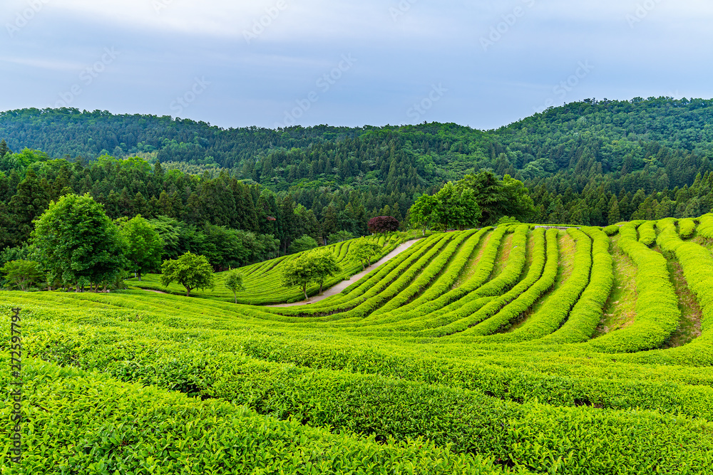 A landscape view of the green tea fields of Boseong in the early morning, south korea