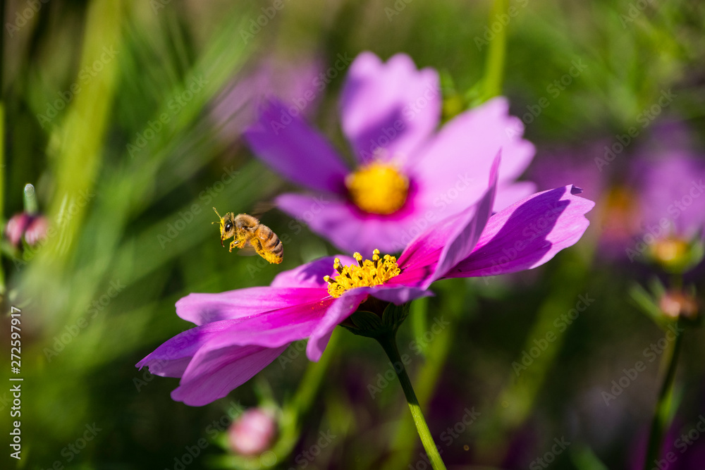 Fototapeta premium ミツバチとコスモス