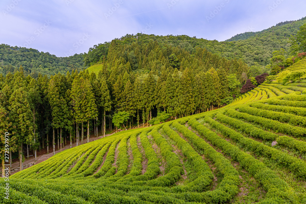 Fototapeta premium A landscape view of the green tea fields of Boseong in the early morning, south korea