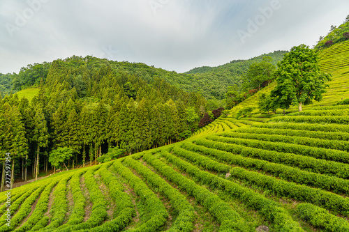A landscape view of the green tea fields of Boseong in the early morning  south korea