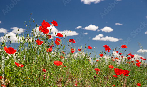 Close up of a field of blooming poppies, against a background of blue sky.
