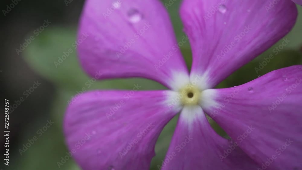 macro of beautiful purple flower with drops of water moving by wind macro of beautiful purple flower with drops of water moving by wind