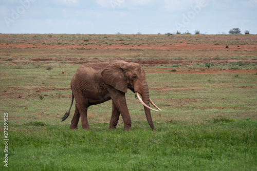 Elephants in Tsavo West National Park, Kenya photo