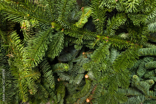 Green spruce branches  natural background