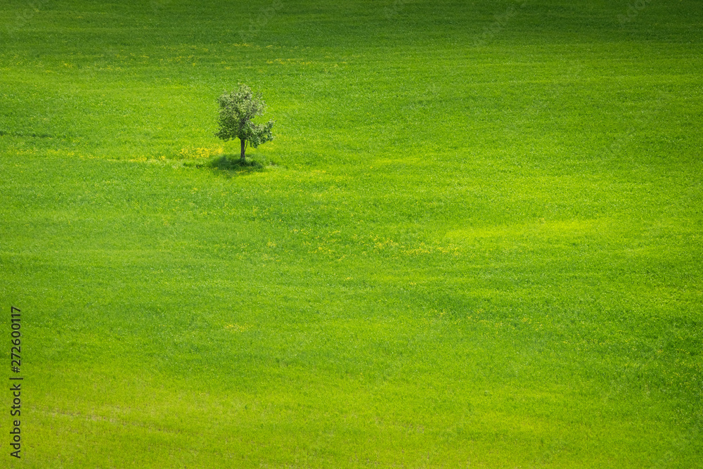 Spring view on the tree in italian field