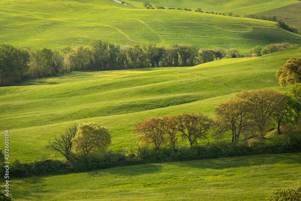 Spring view of typical Italian field at the morning with sunlight on the grass and trees