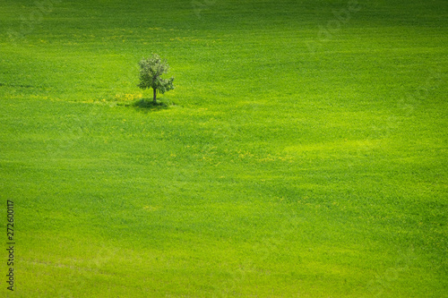 Obraz na płótnie Spring view on the tree in italian field w salonie