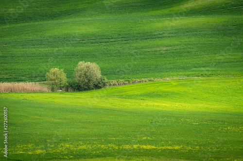 Obraz na płótnie Spring view of typical Italian field w salonie