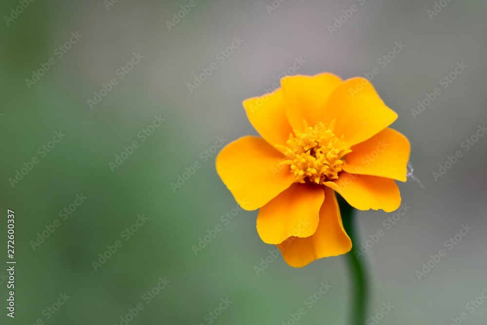 Orange Marigold close-up Orange Marigold close-up