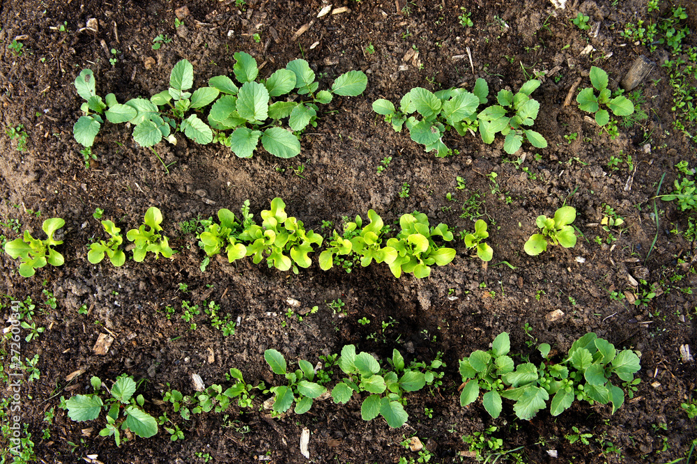 Green sprouts in the ground. Young lettuce and radish in the ground. Top view. Green sprouts in the ground. Young lettuce and radish in the ground. Top view.