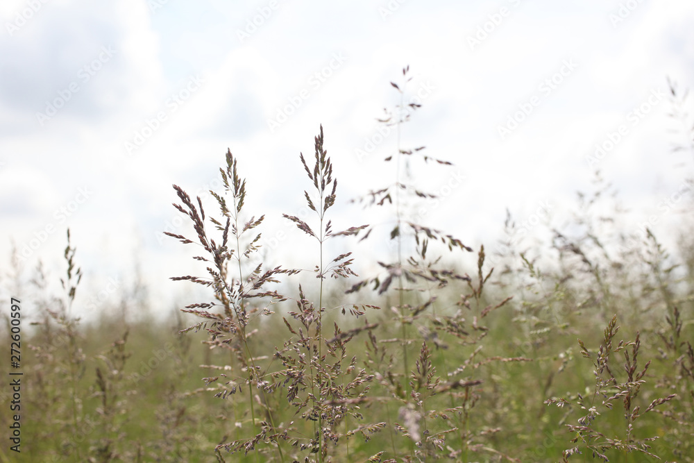 close up on grass stems on cloudy sky  background with copy space for your text