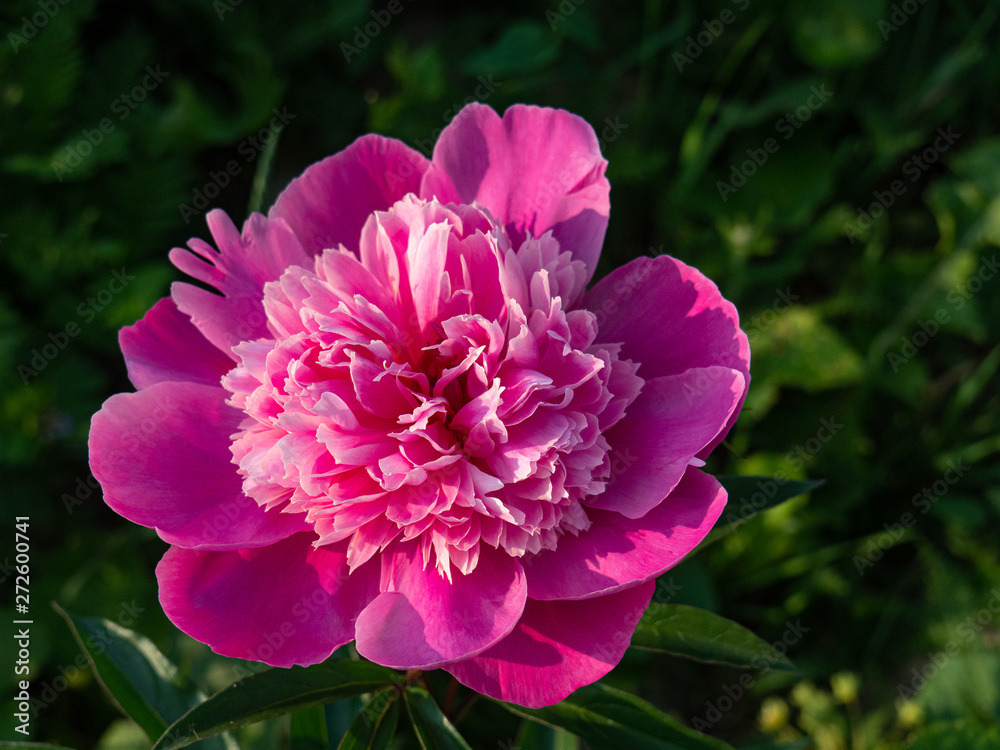Beautiful big pink peony Bud on green background on Sunny summer day. Beautiful big pink peony Bud on green background on Sunny summer day.