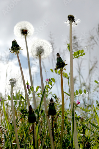 close uo on a meadow with dandelion flower on a cluody sky background photo