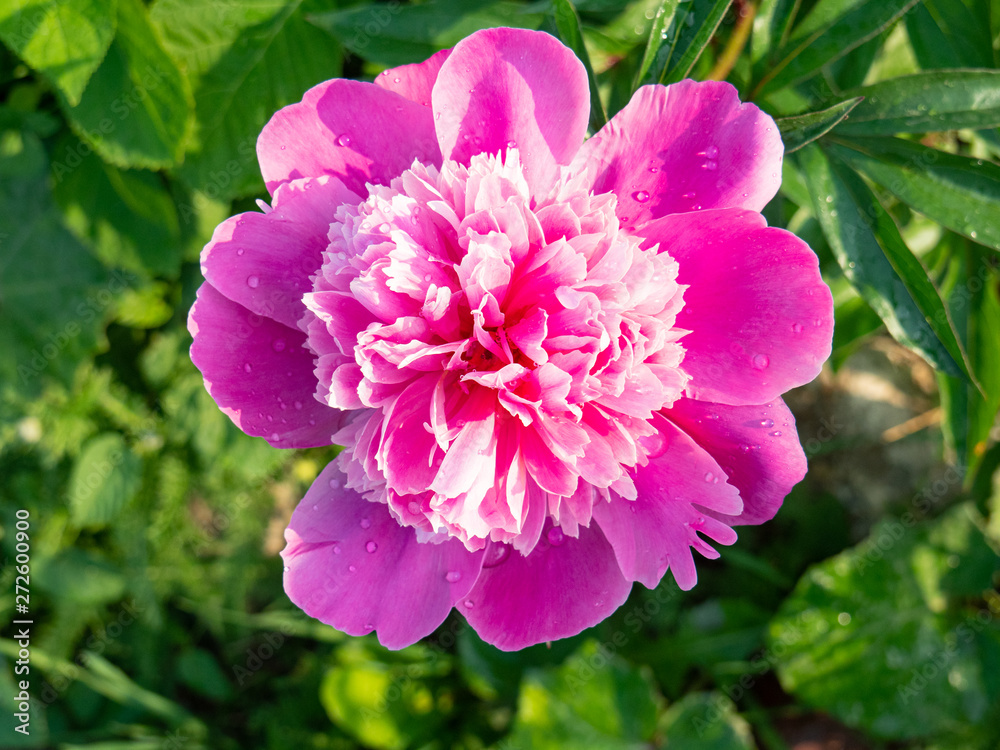 Beautiful big pink peony Bud on green background on Sunny summer day. Beautiful big pink peony Bud on green background on Sunny summer day.