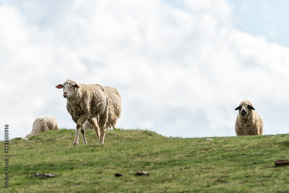 Fototapeta premium Lambs and sheeps on a green field
