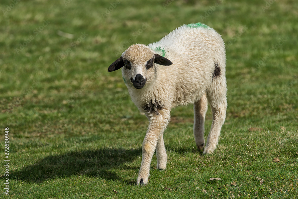Lambs and sheeps on a green field Lambs and sheeps on a green field