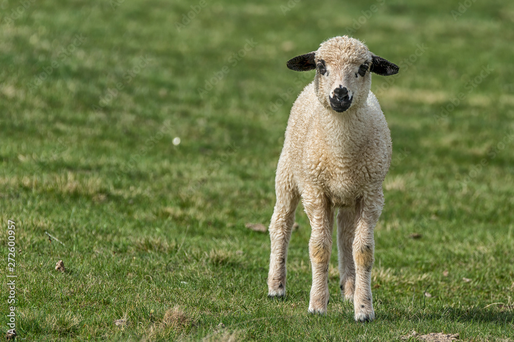 Lambs and sheeps on a green field Lambs and sheeps on a green field