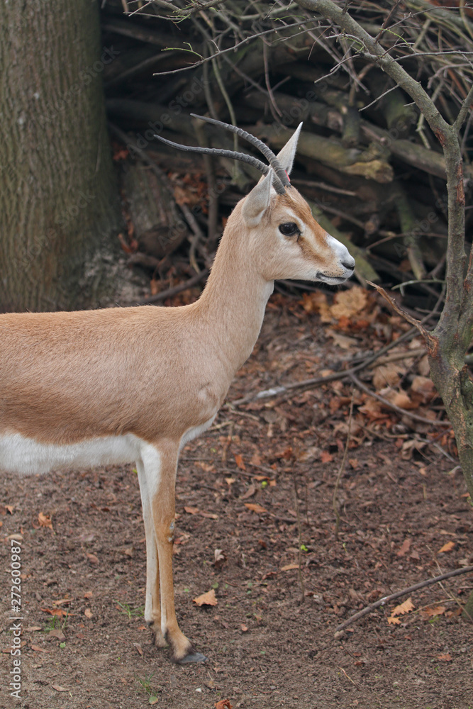 Gazelle Gazelle