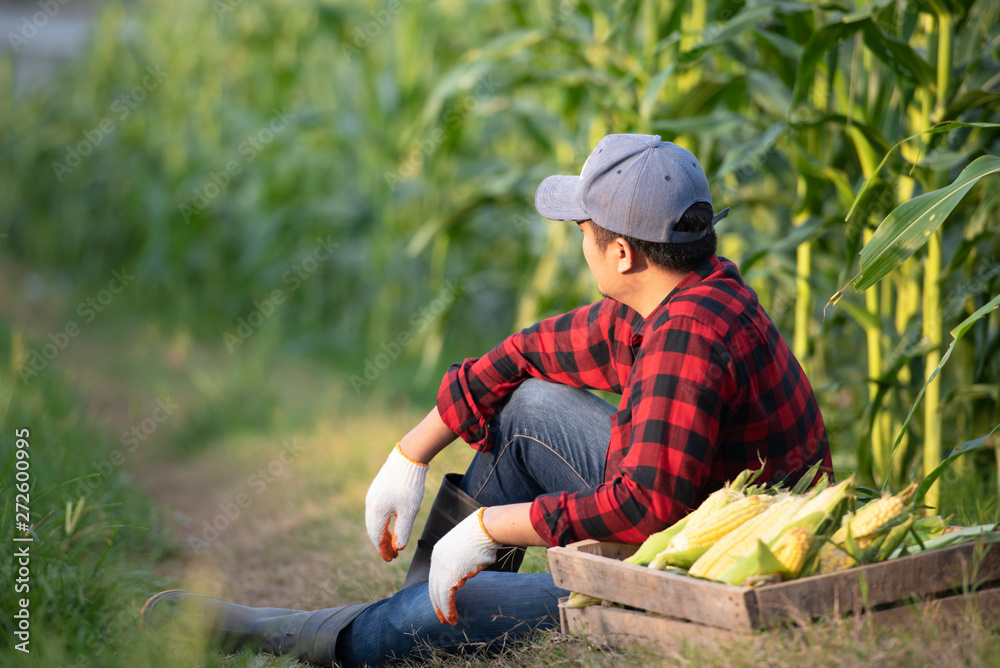 Closeup of young farmers harvesting corn during the agricultural season, increasing income