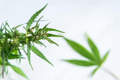 Cannabis leaf, medical marijuana isolated over clean white backg