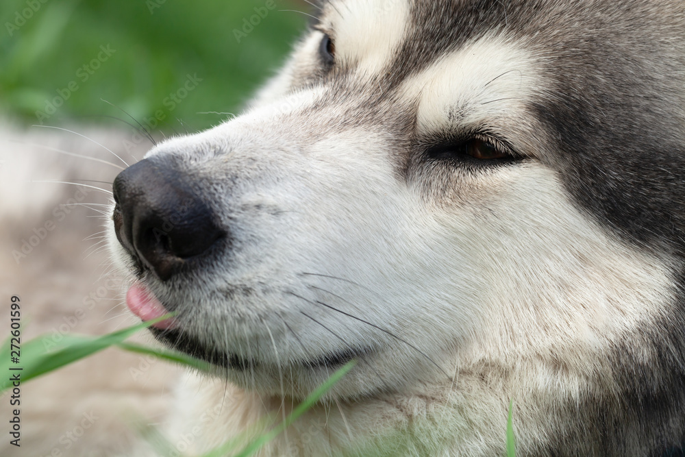 Alaskan Malamute breed dog close up. Selection focus. Shallow depth of field