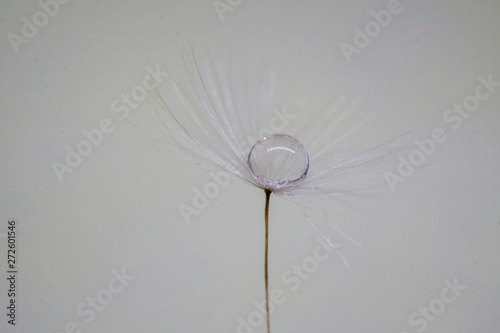 A drop of water on dandelion with a nice background and space for words. Abstract postcard and nature postcard. 