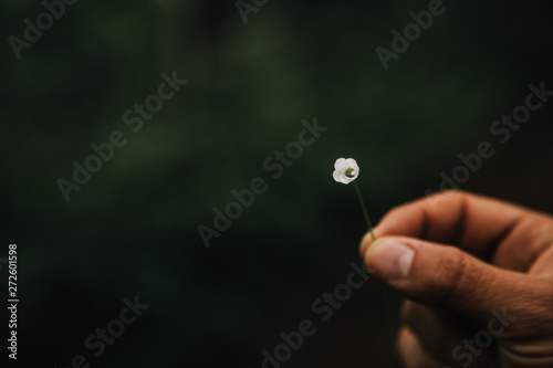 Macro de mano con flor blanca pequeña