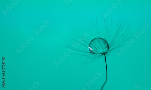 Fototapeta Naklejka Na Ścianę i Meble -  A drop of water on dandelion with a nice background and space for words. Abstract postcard and nature postcard. 