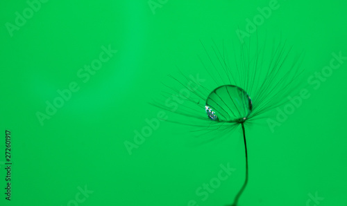 A drop of water on dandelion with a nice background and space for words. Abstract postcard and nature postcard. 