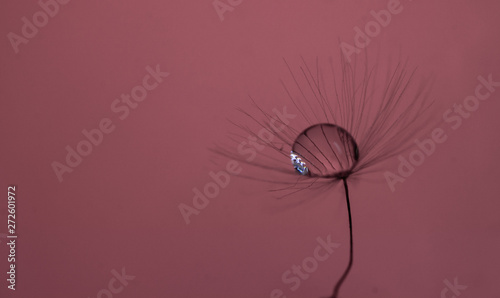 A drop of water on dandelion with a nice background and space for words. Abstract postcard and nature postcard. 