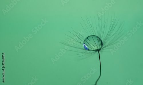 A drop of water on dandelion with a nice background and space for words. Abstract postcard and nature postcard. 