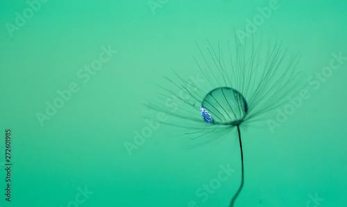 Fototapeta Naklejka Na Ścianę i Meble -  A drop of water on dandelion with a nice background and space for words. Abstract postcard and nature postcard. 
