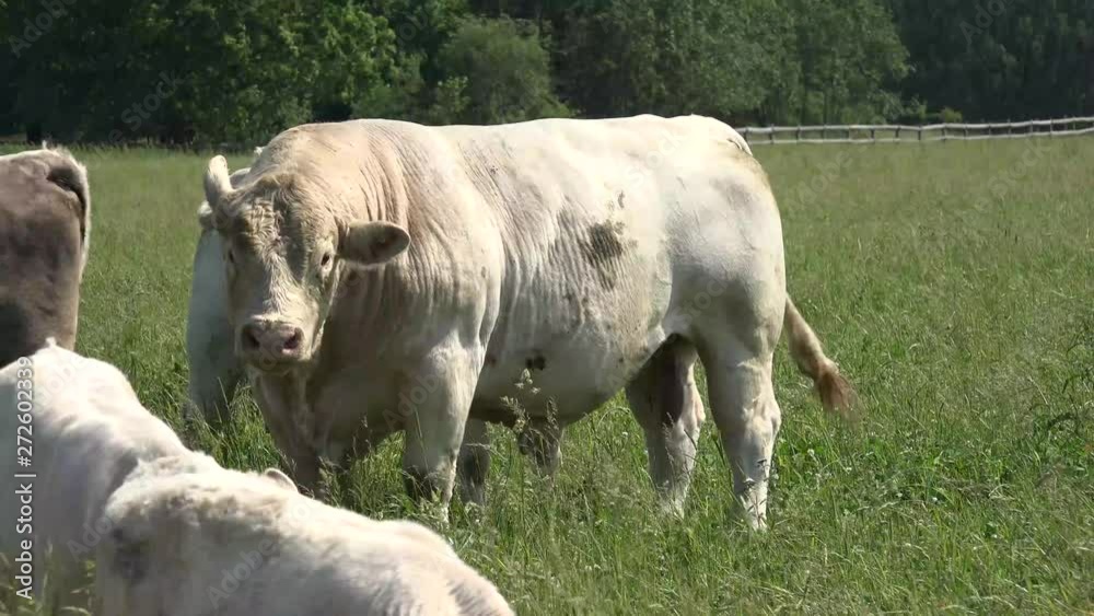 Cattle are commonly raised as livestock for meat Cattle are commonly raised as livestock for meat