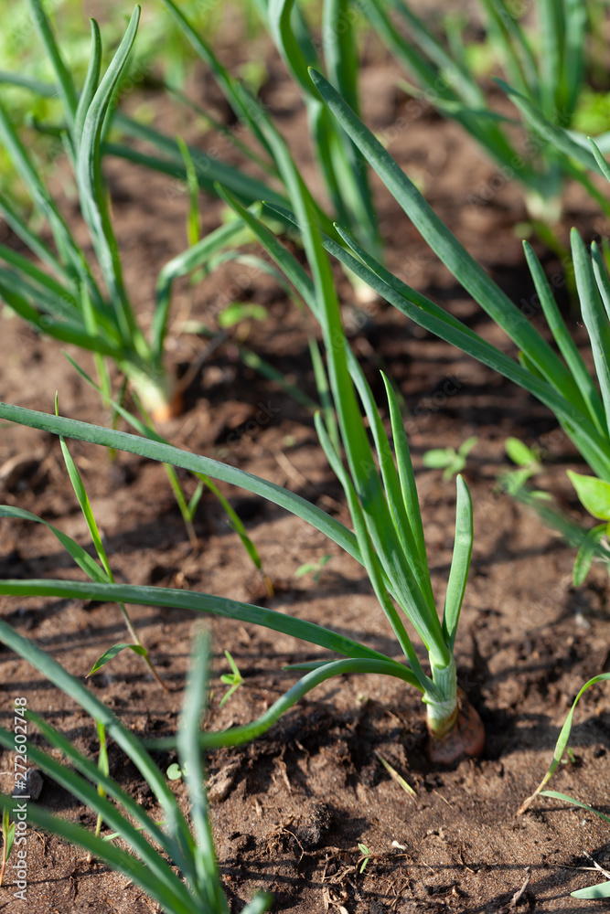 Onion grows in the garden in the garden. First spring harvest. Selection focus. Shallow depth of field Onion grows in the garden in the garden. First spring harvest. Selection focus. Shallow depth of field
