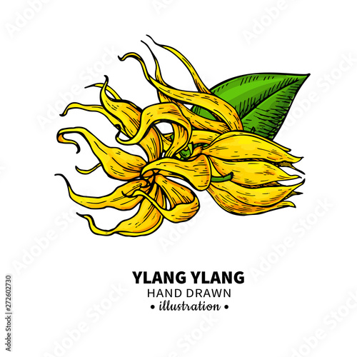 Ylang ylang vector drawing. Isolated vintage illustration of medical flower.